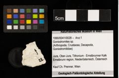 Foto (Objekt + Etiketten) von Goniodromites sp. (NHMW-GEO-1990-0041-0028)